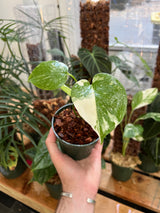Monstera Thai Constellation - Black Friday Special!