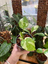 Monstera Thai Constellation - Black Friday Special!