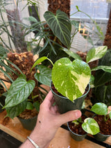 Monstera Thai Constellation - Black Friday Special!