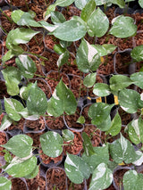 Monstera Thai Constellation - Black Friday Special!