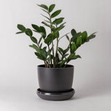 Bamboo Fiber Planter