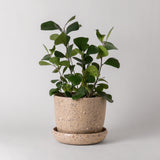 Coffee Bean Planter