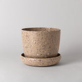 Coffee Bean Planter