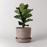 Nut Husk Planter