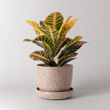 Rice Husk Planter