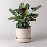 Bamboo Fiber Planter