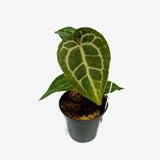 Anthurium AOS x Crystal Mag