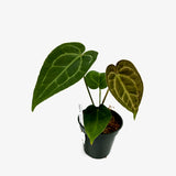 Anthurium AOS x Crystal Mag