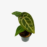 Anthurium AOS x Crystal Mag
