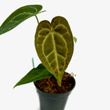 Anthurium AOS x Crystal Mag