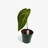 Anthurium AOS x Crystallinum