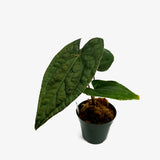Anthurium AOS x Luxurians
