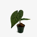 Anthurium AOS x Luxurians