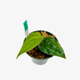 Anthurium AOS x Luxurians