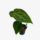 Anthurium AOS x Crystal Mag
