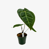 Anthurium AOS x Crystallinum