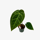 Anthurium AOS x Crystallinum