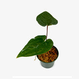 Anthurium AOS x Luxurians