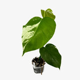 Monstera Borsigiana 'Albo'