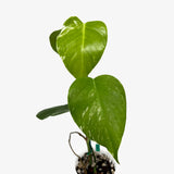 Monstera Borsigiana 'Albo'