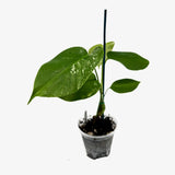 Monstera Borsigiana 'Albo'