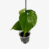 Monstera Borsigiana 'Albo'