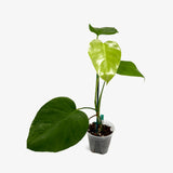 Monstera Borsigiana 'Albo' - Low Var