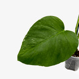 Monstera Borsigiana 'Albo' - Low Var