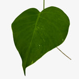 Monstera Borsigiana 'Albo' - Low Var