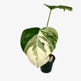 Monstera Borsigiana 'Albo'