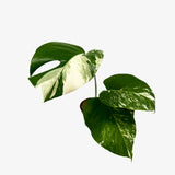 Monstera Borsigiana 'Albo'