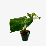 Monstera Borsigiana 'Albo'
