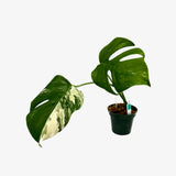 Monstera Borsigiana 'Albo'