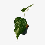 Monstera Borsigiana 'Albo'