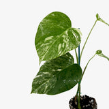 Monstera Borsigiana 'Albo'
