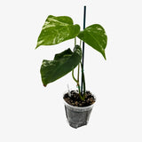 Monstera Borsigiana 'Albo'