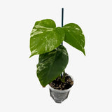Monstera Borsigiana 'Albo'
