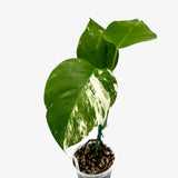 Monstera Borsigiana 'Albo'