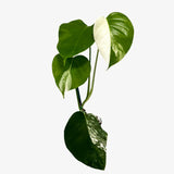 Monstera Borsigiana 'Albo'