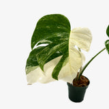 Monstera Borsigiana 'Albo' - Unrooted Top Cutting