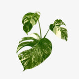 Monstera Borsigiana 'Albo' - Unrooted Top Cutting