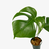Monstera Borsigiana 'Albo' - Unrooted Top Cutting