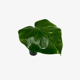 Monstera Borsigiana 'Albo' - Unrooted Cuttings