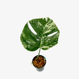 Monstera Borsigiana 'Albo' - Unrooted Cuttings