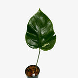 Monstera Borsigiana 'Albo' - Unrooted Cuttings