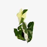 Syngonium Albo