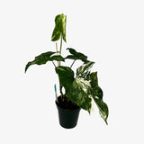 Syngonium Albo
