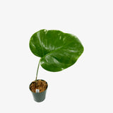 Monstera Borsigiana 'Albo' - Unrooted Cuttings