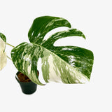 Monstera Borsigiana 'Albo' - Unrooted Top Cutting