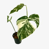 Monstera Borsigiana 'Albo' - Unrooted Top Cutting